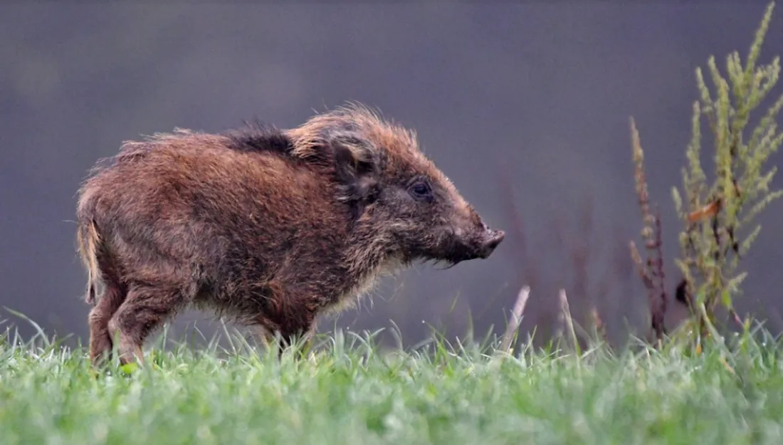Le sanglier était pourchassé par des chasseurs